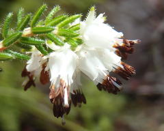 Erica stylaris