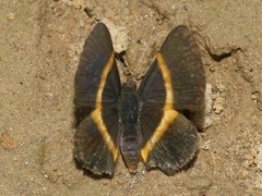 Parcella amarynthina