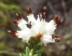 Erica stylaris