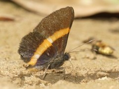 Parcella amarynthina