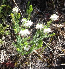 Erica stylaris