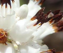 Erica stylaris