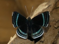 Chalodeta theodora