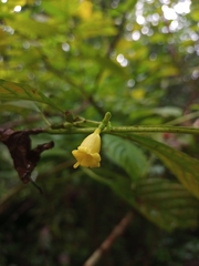 Hamelia axillaris