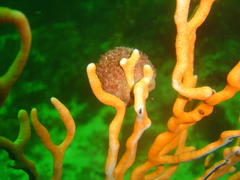Pseudodromia latens