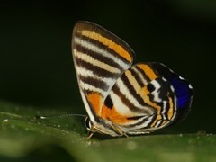 Euselasia toppini