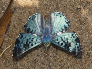 Lasaia pseudomeris