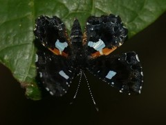 Calydna sturnula