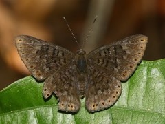 Exoplisia cadmeis