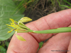 Moraea trifida