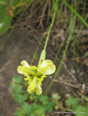 Moraea trifida