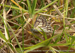 Tatochila xanthodice