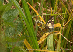 Tatochila xanthodice