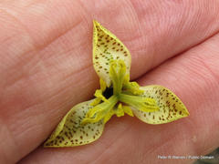 Moraea trifida