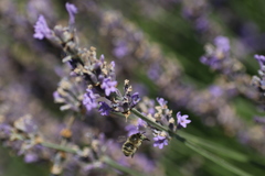 Anthophora quadrimaculata