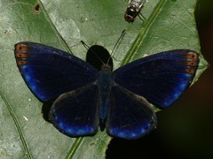 Metacharis regalis