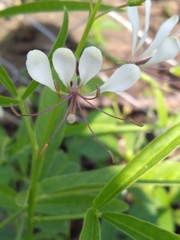 Cleome serrata