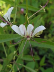 Cleome serrata
