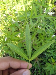 Cleome serrata