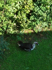 Cairina moschata domestica