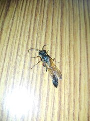 Sceliphron coromandelicum