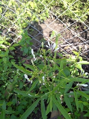 Cleome serrata