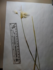 Eriophorum viridicarinatum