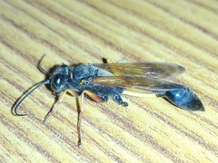 Sceliphron coromandelicum