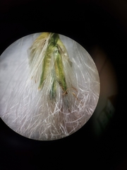 Eriophorum viridicarinatum