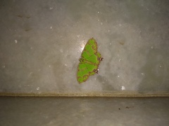 Agathia hemithearia