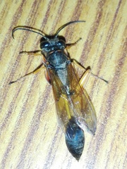 Sceliphron coromandelicum