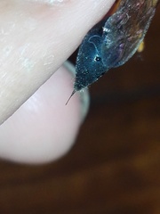 Sceliphron coromandelicum