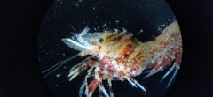 Spirontocaris spinus