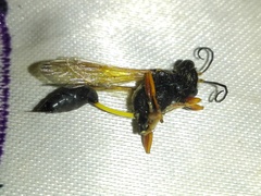 Sceliphron coromandelicum