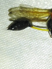 Sceliphron coromandelicum