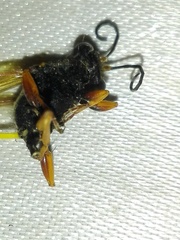 Sceliphron coromandelicum