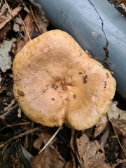 Lactarius ruginosus