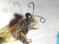 Sceliphron coromandelicum