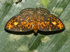 Symmachia batesi