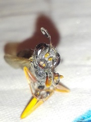 Sceliphron coromandelicum