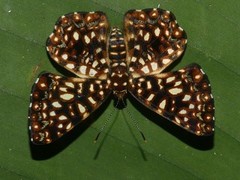 Calydna charila
