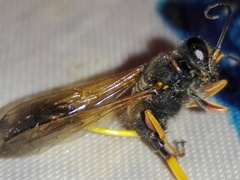 Sceliphron coromandelicum