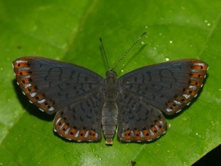 Metacharis