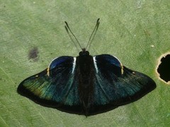 Symmachia falcistriga