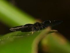 Symmachia falcistriga