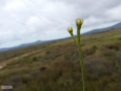 Leucadendron corymbosum