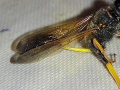 Sceliphron coromandelicum