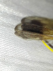 Sceliphron coromandelicum