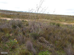 Leucadendron corymbosum