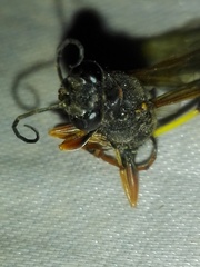 Sceliphron coromandelicum